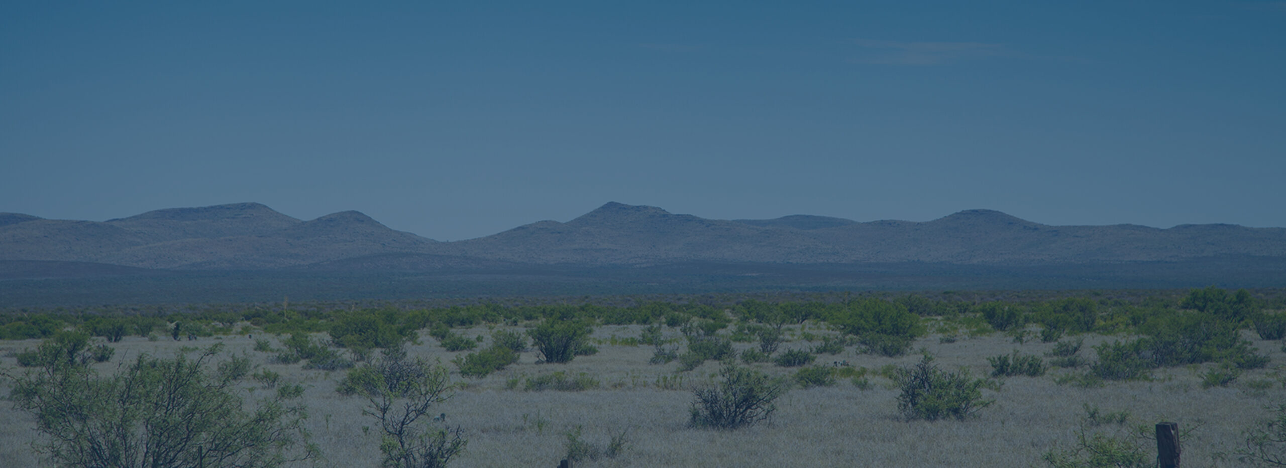 litigation associate